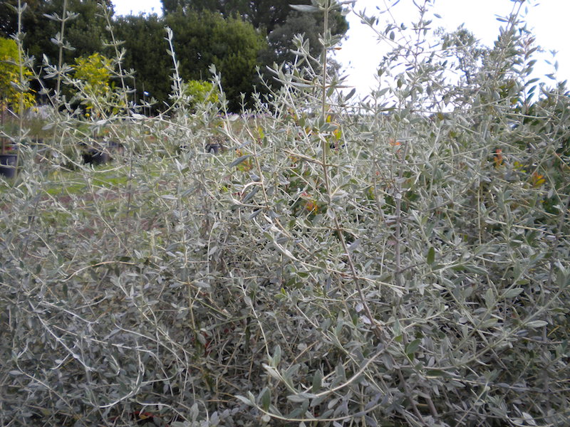 Teucrium Fruticans