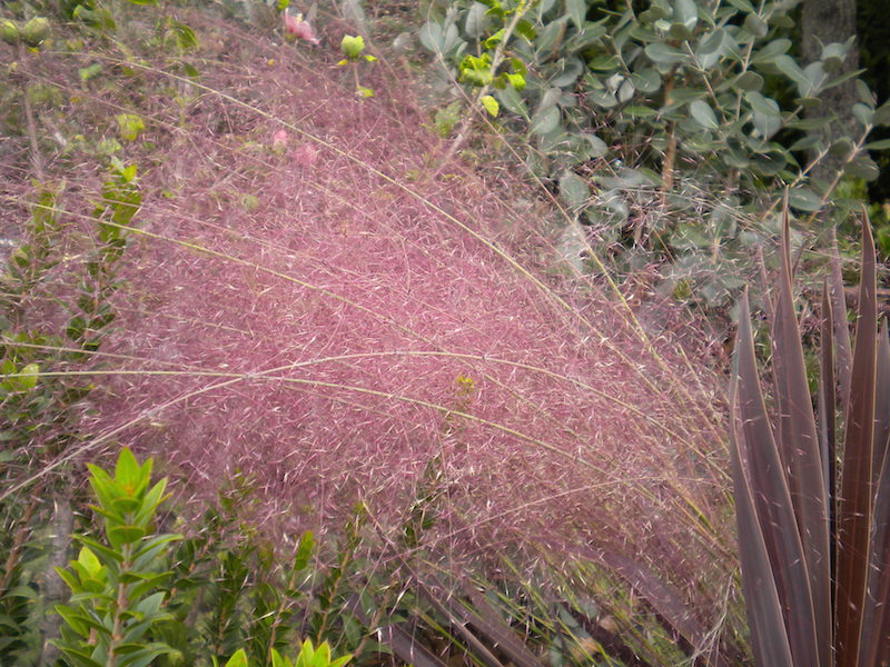 Muhlenbergia Capillaris